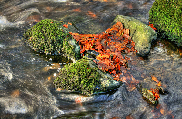 Autumn Water, Molly Quirks Glen